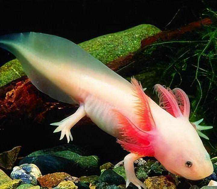 墨西哥特有的两栖动物，有断肢再生的能力，钝口螈有什么特别？