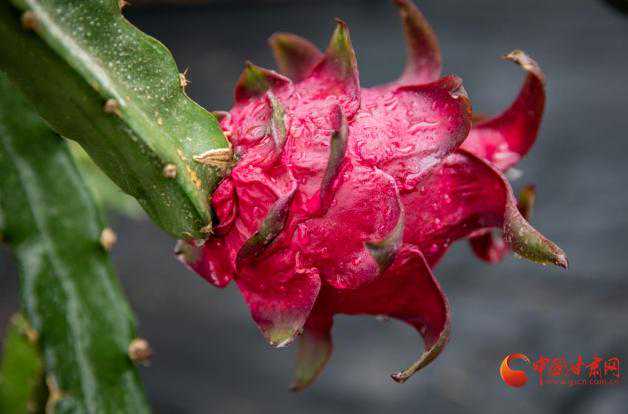 给力！“火龙果”助力移民新生活