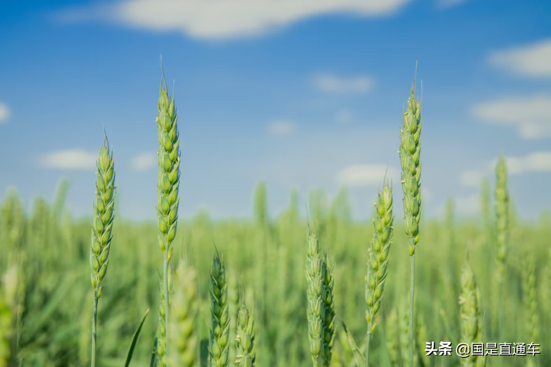 “收青麦转饲料”遭严查！是谁在高价收青小麦？